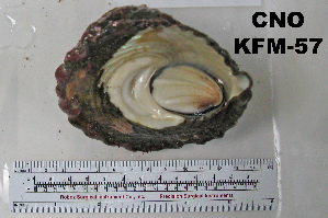  ( - OGL-E01584)  @11 [ ] No Rights Reserved (2009) Coastal Marine Biolabs Coastal Marine Biolabs