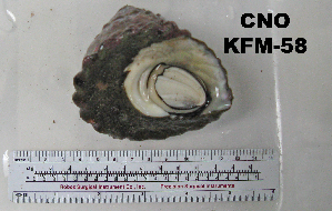  ( - OGL-E01585)  @11 [ ] No Rights Reserved (2009) Coastal Marine Biolabs Coastal Marine Biolabs