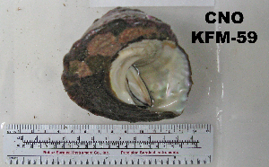  ( - OGL-E01586)  @11 [ ] No Rights Reserved (2009) Coastal Marine Biolabs Coastal Marine Biolabs