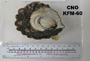  ( - OGL-E01587)  @11 [ ] No Rights Reserved (2009) Coastal Marine Biolabs Coastal Marine Biolabs