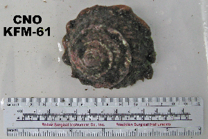  ( - OGL-E01588)  @11 [ ] No Rights Reserved (2009) Coastal Marine Biolabs Coastal Marine Biolabs