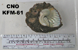  ( - OGL-E01588)  @11 [ ] No Rights Reserved (2009) Coastal Marine Biolabs Coastal Marine Biolabs