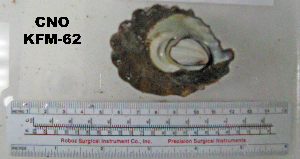  ( - OGL-E01589)  @11 [ ] No Rights Reserved (2009) Coastal Marine Biolabs Coastal Marine Biolabs