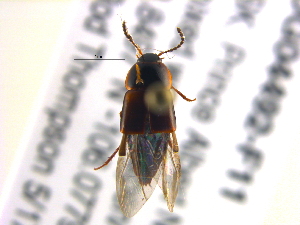  (Tachinus fumipennis - BIOUG04492-F11)  @13 [ ] CreativeCommons - Attribution (2013) CBG Photography Group Centre for Biodiversity Genomics