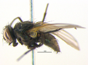 ( - BIOUG04919-F08)  @13 [ ] CreativeCommons - Attribution (2012) CBG Photography Group Centre for Biodiversity Genomics
