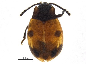  ( - BIOUG03168-H10)  @11 [ ] CreativeCommons - Attribution (2018) CBG Photography Group Centre for Biodiversity Genomics