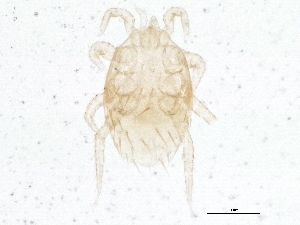  (Proctolaelaps sp. JCS65 - BIOUG04623-B08)  @12 [ ] CreativeCommons - Attribution (2014) CBG Photography Group Centre for Biodiversity Genomics