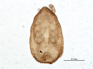  ( - BIOUG07637-B06)  @13 [ ] CreativeCommons - Attribution (2014) CBG Photography Group Centre for Biodiversity Genomics