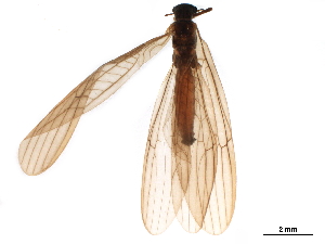  ( - BIOUG05803-H11)  @11 [ ] CreativeCommons - Attribution (2019) CBG Photography Group Centre for Biodiversity Genomics