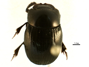  ( - BIOUG15802-H02)  @13 [ ] CreativeCommons - Attribution (2015) CBG Photography Group Centre for Biodiversity Genomics