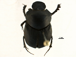 ( - BIOUG15803-F10)  @13 [ ] CreativeCommons - Attribution (2015) CBG Photography Group Centre for Biodiversity Genomics