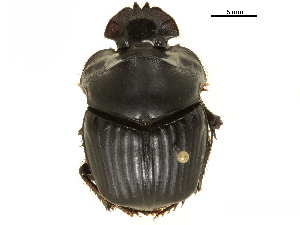  (Coprophanaeus gilli - BIOUG28443-H09)  @11 [ ] CreativeCommons - Attribution (2018) CBG Photography Group Centre for Biodiversity Genomics