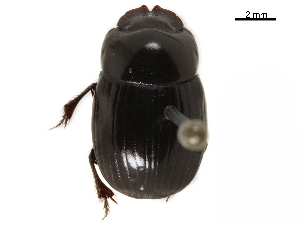  ( - BIOUG28444-A01)  @11 [ ] CreativeCommons - Attribution (2018) CBG Photography Group Centre for Biodiversity Genomics