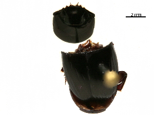  ( - BIOUG28444-A07)  @11 [ ] CreativeCommons - Attribution (2018) CBG Photography Group Centre for Biodiversity Genomics