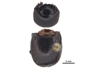  ( - BIOUG28444-B02)  @11 [ ] CreativeCommons - Attribution (2018) CBG Photography Group Centre for Biodiversity Genomics