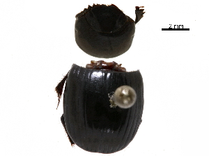  ( - BIOUG28444-B07)  @11 [ ] CreativeCommons - Attribution (2018) CBG Photography Group Centre for Biodiversity Genomics