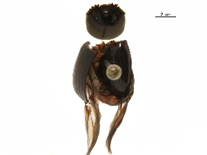  ( - BIOUG28444-B08)  @11 [ ] CreativeCommons - Attribution (2018) CBG Photography Group Centre for Biodiversity Genomics