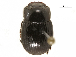  ( - BIOUG28444-B09)  @11 [ ] CreativeCommons - Attribution (2018) CBG Photography Group Centre for Biodiversity Genomics