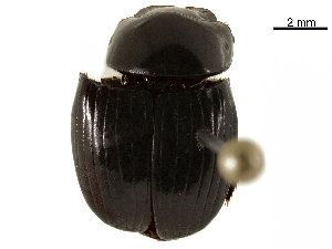  ( - BIOUG28444-B12)  @11 [ ] CreativeCommons - Attribution (2018) CBG Photography Group Centre for Biodiversity Genomics