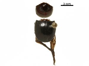  ( - BIOUG28444-C05)  @11 [ ] CreativeCommons - Attribution (2018) CBG Photography Group Centre for Biodiversity Genomics