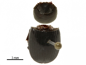  ( - BIOUG28444-C06)  @11 [ ] CreativeCommons - Attribution (2018) CBG Photography Group Centre for Biodiversity Genomics