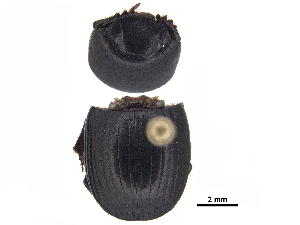  ( - BIOUG28444-C08)  @11 [ ] CreativeCommons - Attribution (2018) CBG Photography Group Centre for Biodiversity Genomics