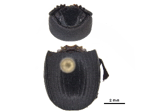  ( - BIOUG28444-C09)  @11 [ ] CreativeCommons - Attribution (2018) CBG Photography Group Centre for Biodiversity Genomics