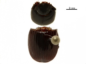  ( - BIOUG28444-C11)  @11 [ ] CreativeCommons - Attribution (2018) CBG Photography Group Centre for Biodiversity Genomics