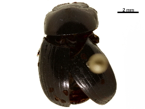  ( - BIOUG28444-D03)  @11 [ ] CreativeCommons - Attribution (2018) CBG Photography Group Centre for Biodiversity Genomics