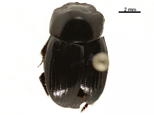  ( - BIOUG28444-D07)  @11 [ ] CreativeCommons - Attribution (2018) CBG Photography Group Centre for Biodiversity Genomics