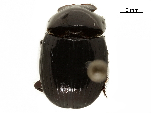  ( - BIOUG28444-D11)  @11 [ ] CreativeCommons - Attribution (2018) CBG Photography Group Centre for Biodiversity Genomics