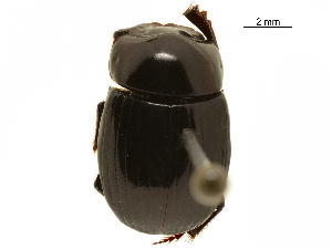  ( - BIOUG28444-E04)  @11 [ ] CreativeCommons - Attribution (2018) CBG Photography Group Centre for Biodiversity Genomics