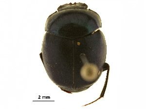 ( - BIOUG28573-A09)  @11 [ ] CreativeCommons - Attribution (2018) CBG Photography Group Centre for Biodiversity Genomics