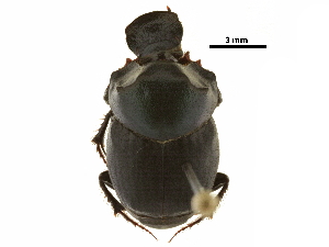  ( - BIOUG28573-B06)  @11 [ ] CreativeCommons - Attribution (2018) CBG Photography Group Centre for Biodiversity Genomics