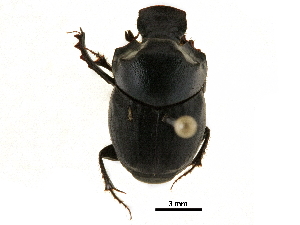  ( - BIOUG28573-B08)  @11 [ ] CreativeCommons - Attribution (2018) CBG Photography Group Centre for Biodiversity Genomics