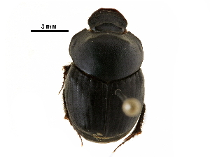  ( - BIOUG28573-B10)  @11 [ ] CreativeCommons - Attribution (2018) CBG Photography Group Centre for Biodiversity Genomics