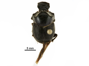  ( - BIOUG28573-B11)  @11 [ ] CreativeCommons - Attribution (2018) CBG Photography Group Centre for Biodiversity Genomics