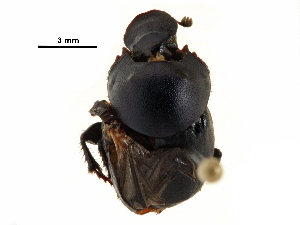  ( - BIOUG28573-C01)  @11 [ ] CreativeCommons - Attribution (2018) CBG Photography Group Centre for Biodiversity Genomics