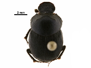  ( - BIOUG28573-C03)  @11 [ ] CreativeCommons - Attribution (2018) CBG Photography Group Centre for Biodiversity Genomics