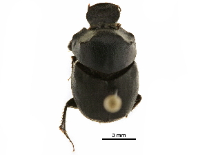  ( - BIOUG28573-C06)  @11 [ ] CreativeCommons - Attribution (2018) CBG Photography Group Centre for Biodiversity Genomics