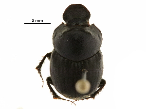  ( - BIOUG28573-C07)  @11 [ ] CreativeCommons - Attribution (2018) CBG Photography Group Centre for Biodiversity Genomics