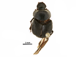 ( - BIOUG28573-D02)  @11 [ ] CreativeCommons - Attribution (2018) CBG Photography Group Centre for Biodiversity Genomics
