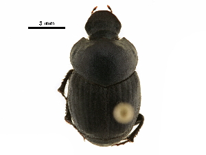  ( - BIOUG28573-D09)  @11 [ ] CreativeCommons - Attribution (2018) CBG Photography Group Centre for Biodiversity Genomics