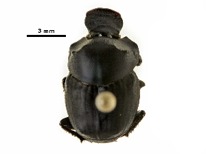  ( - BIOUG28573-E06)  @11 [ ] CreativeCommons - Attribution (2018) CBG Photography Group Centre for Biodiversity Genomics