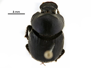  ( - BIOUG28573-E08)  @11 [ ] CreativeCommons - Attribution (2018) CBG Photography Group Centre for Biodiversity Genomics