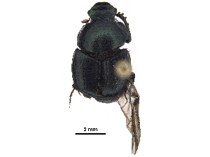 ( - BIOUG28574-G06)  @11 [ ] CreativeCommons - Attribution (2018) CBG Photography Group Centre for Biodiversity Genomics
