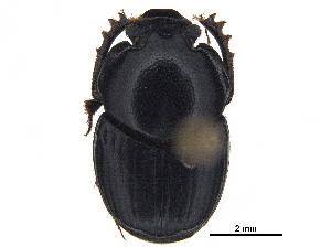  ( - BIOUG28574-G08)  @11 [ ] CreativeCommons - Attribution (2018) CBG Photography Group Centre for Biodiversity Genomics