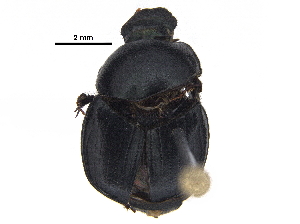  ( - BIOUG28574-G09)  @11 [ ] CreativeCommons - Attribution (2018) CBG Photography Group Centre for Biodiversity Genomics