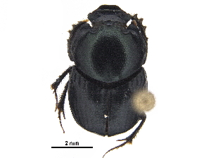  ( - BIOUG28574-G10)  @11 [ ] CreativeCommons - Attribution (2018) CBG Photography Group Centre for Biodiversity Genomics
