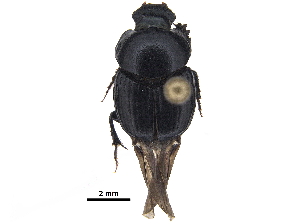  ( - BIOUG28574-G11)  @11 [ ] CreativeCommons - Attribution (2018) CBG Photography Group Centre for Biodiversity Genomics
